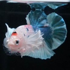 画像4: HMPKダンボ　ファンシー (4)