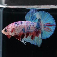 画像1: HMPK　キャンディレインボー (1)