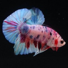 画像4: HMPK　キャンディレインボー (4)