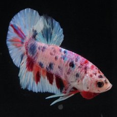 画像2: HMPK　キャンディレインボー (2)