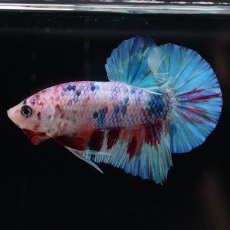 画像5: HMPK　キャンディレインボー (5)