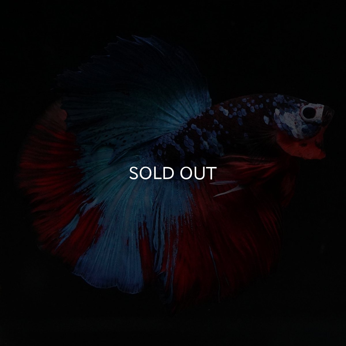 画像7: HM　ブラックキャンディ (7)