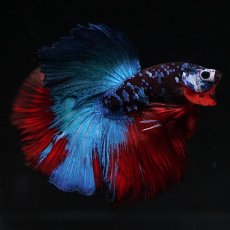 画像7: HM　ブラックキャンディ (7)