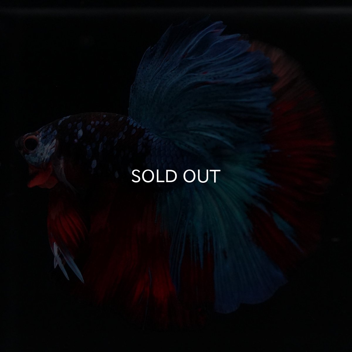 画像6: HM　ブラックキャンディ (6)