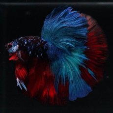 画像6: HM　ブラックキャンディ (6)