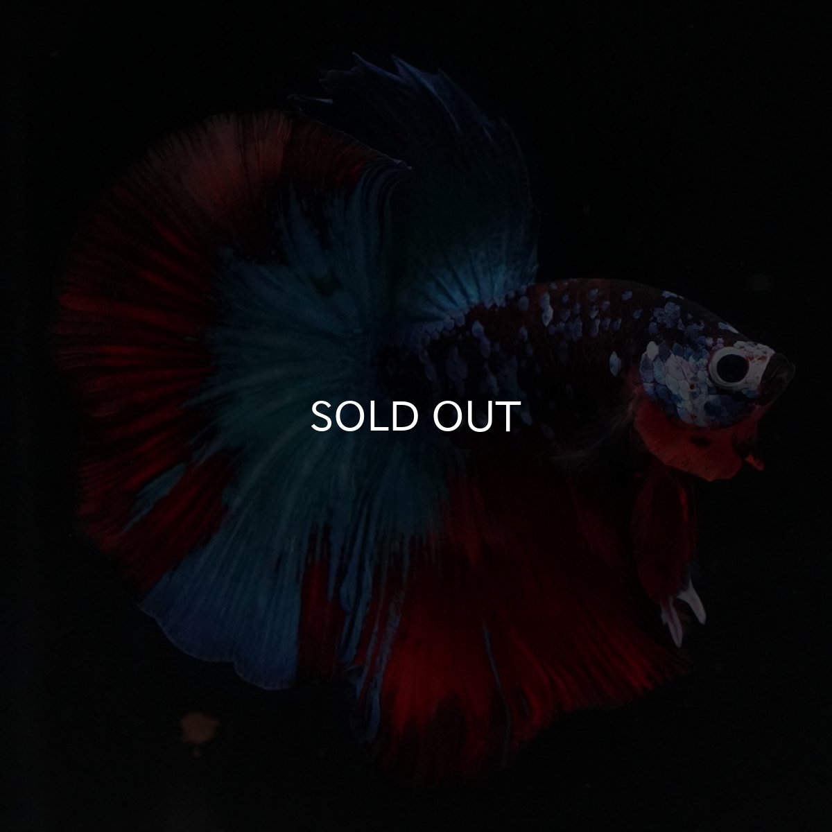 画像5: HM　ブラックキャンディ (5)