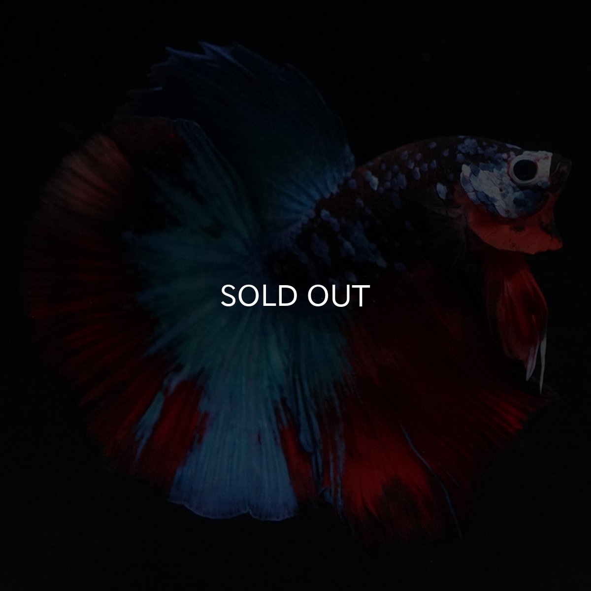 画像2: HM　ブラックキャンディ (2)