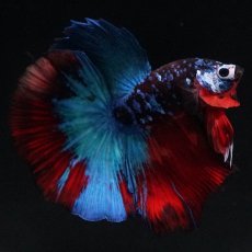 画像2: HM　ブラックキャンディ (2)