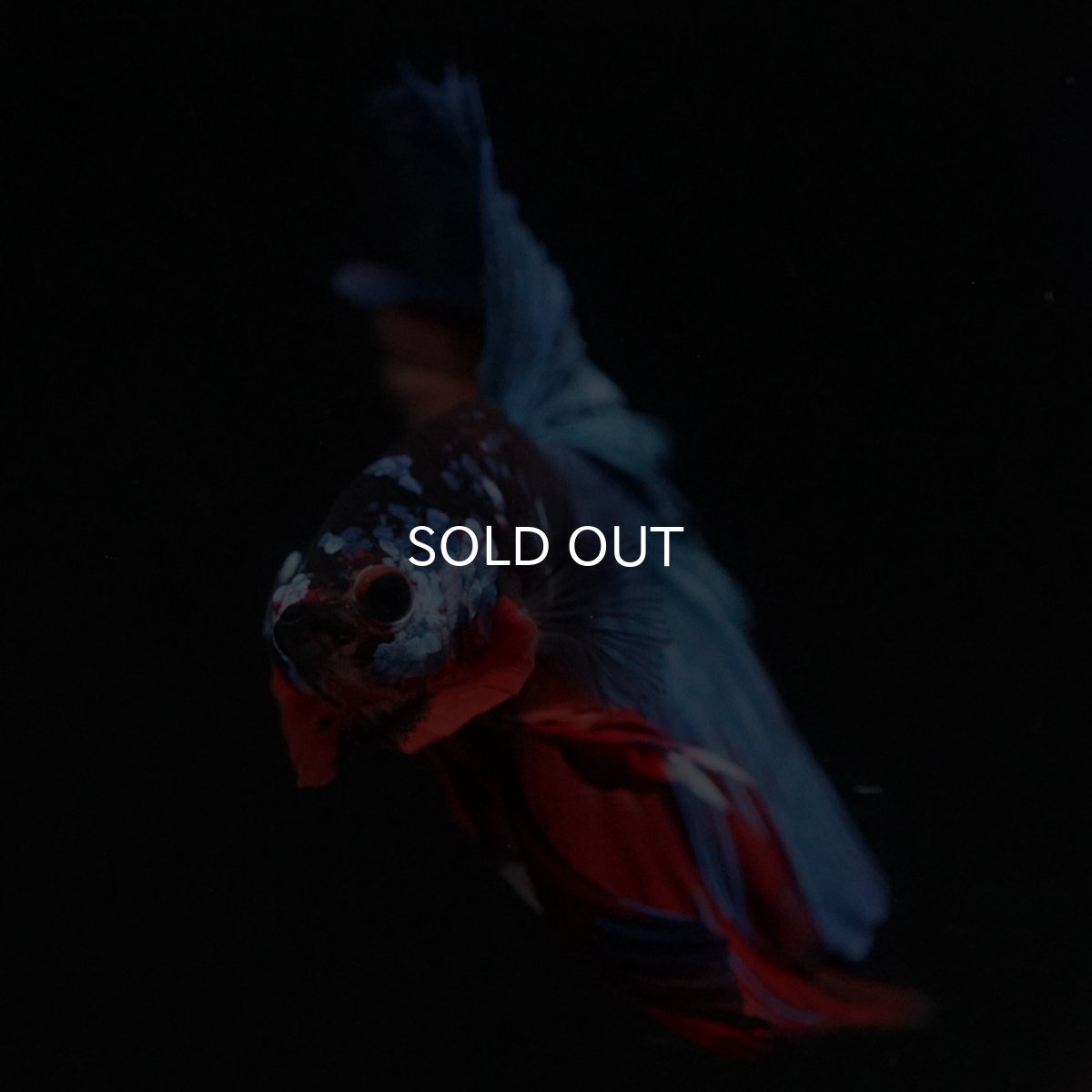 画像3: HM　ブラックキャンディ (3)