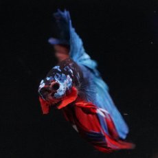 画像3: HM　ブラックキャンディ (3)