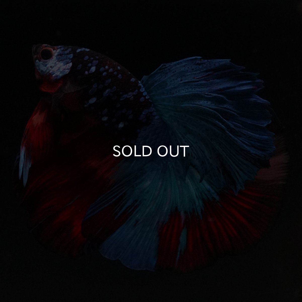 画像8: HM　ブラックキャンディ (8)