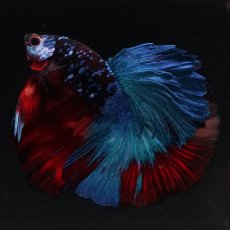 画像8: HM　ブラックキャンディ (8)