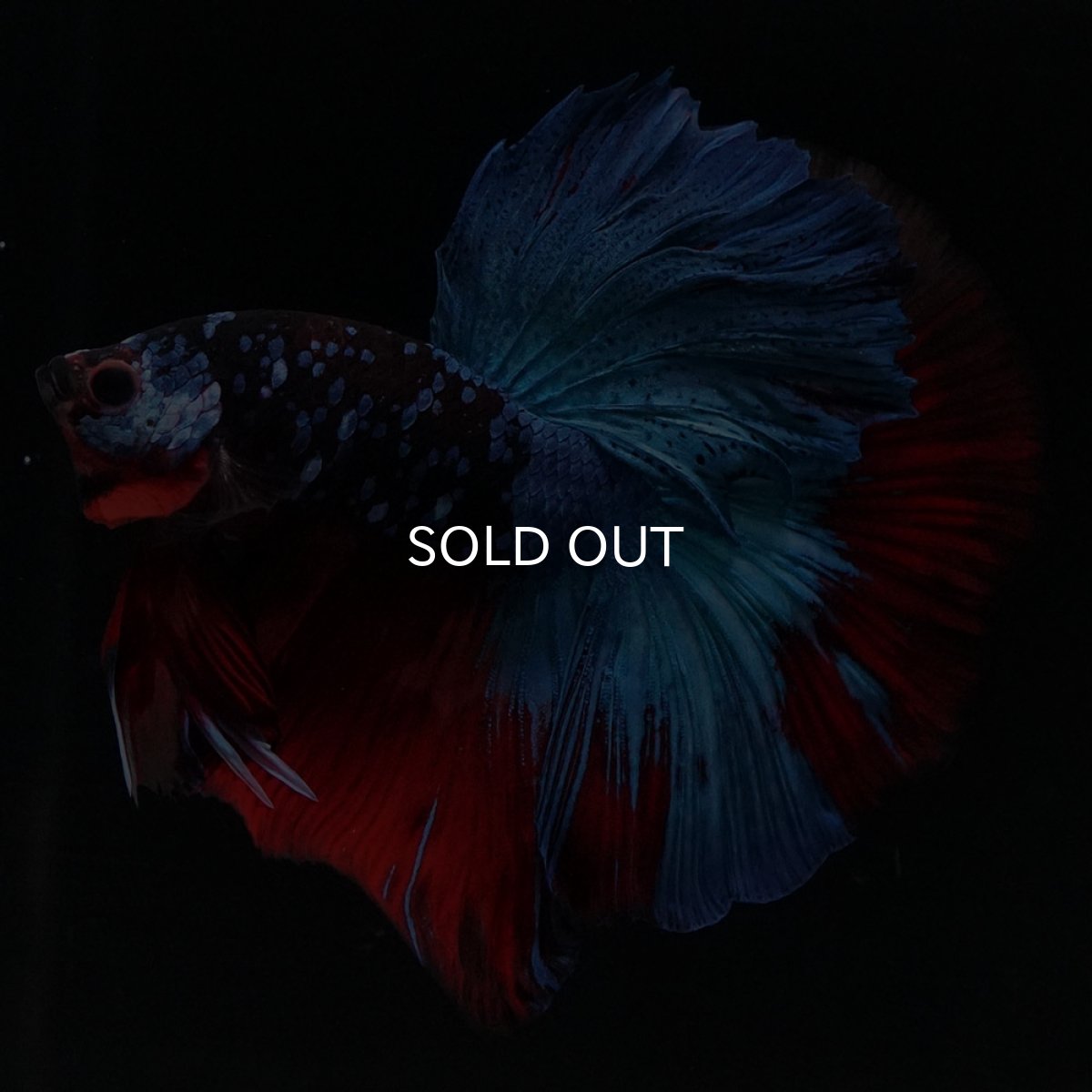 画像1: HM　ブラックキャンディ (1)