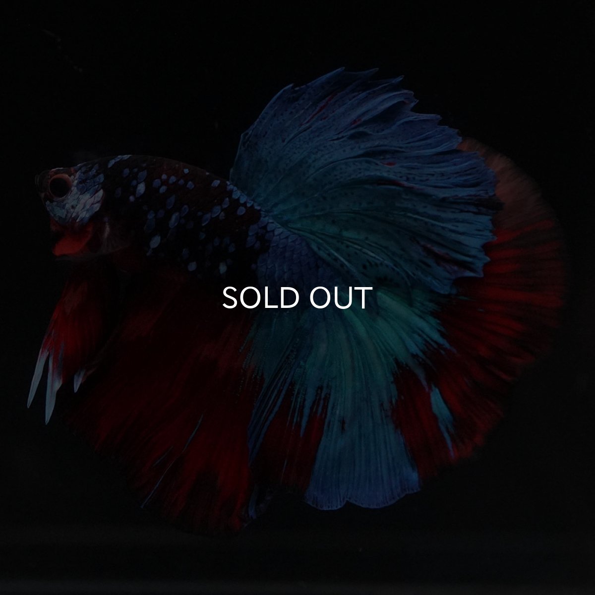 画像4: HM　ブラックキャンディ (4)