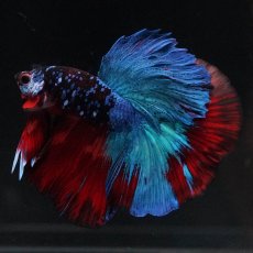 画像4: HM　ブラックキャンディ (4)