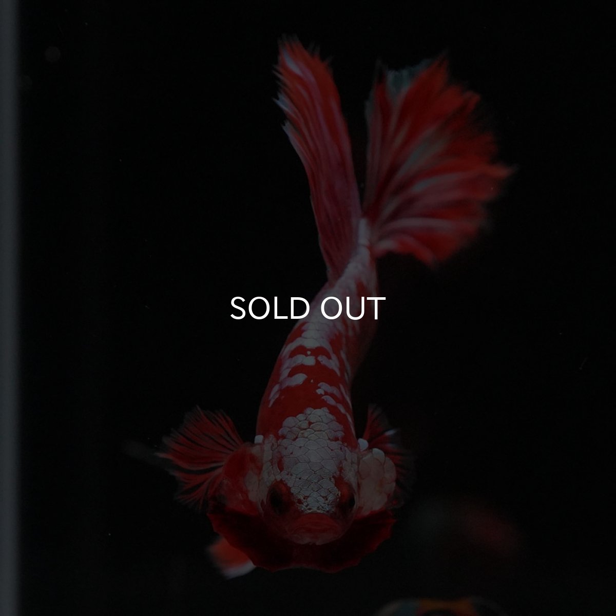 画像6: HM　レッドギャラクシー (6)