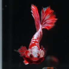 画像6: HM　レッドギャラクシー (6)