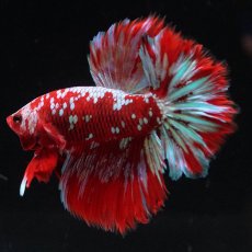 画像10: HM　レッドギャラクシー (10)