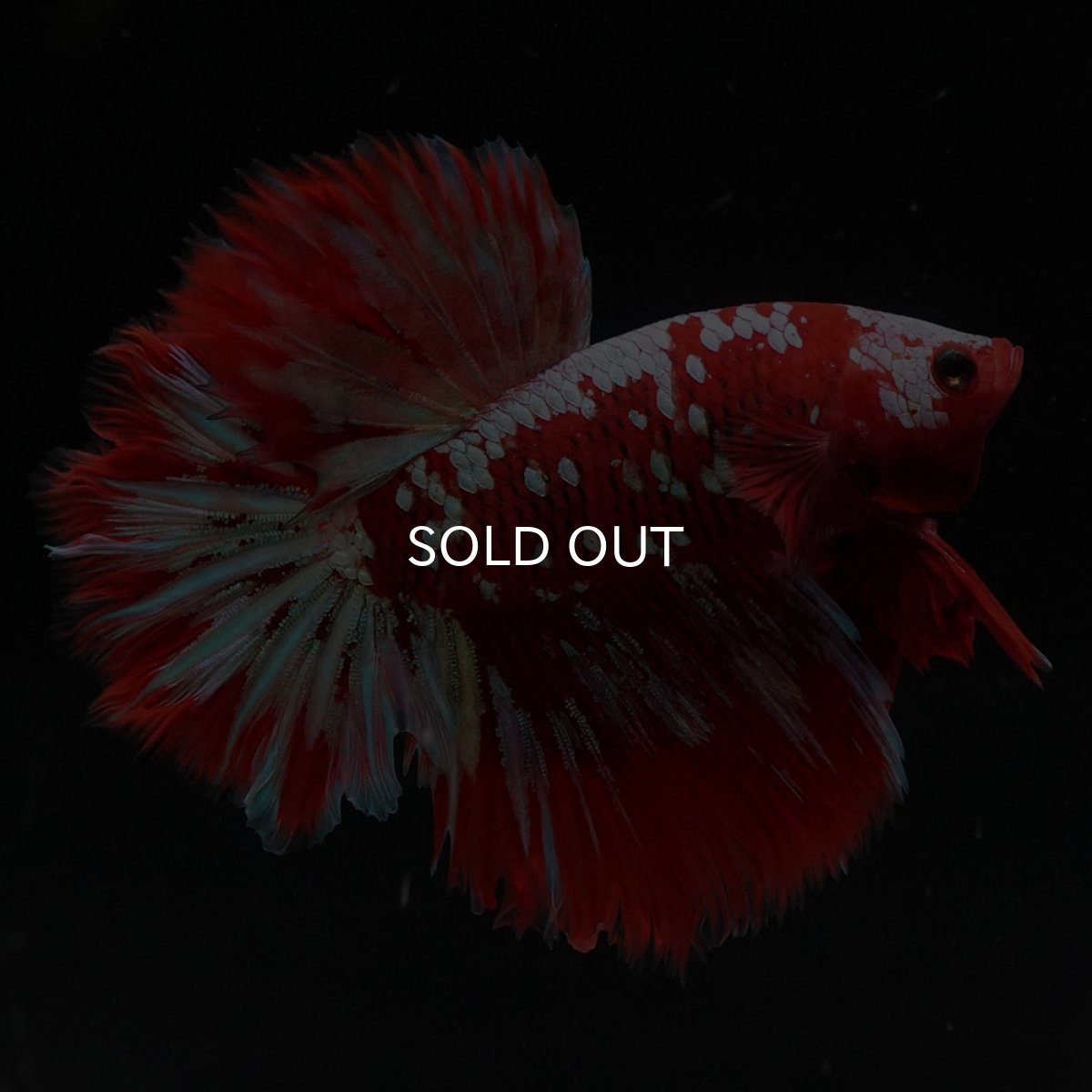 画像1: HM　レッドギャラクシー (1)