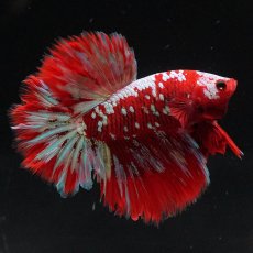 画像1: HM　レッドギャラクシー (1)