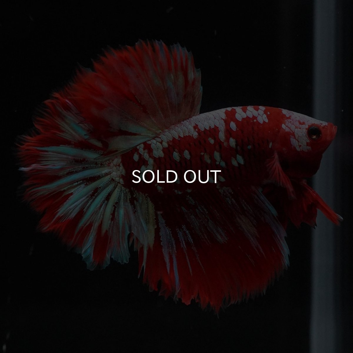 画像7: HM　レッドギャラクシー (7)