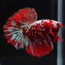 画像7: HM　レッドギャラクシー (7)