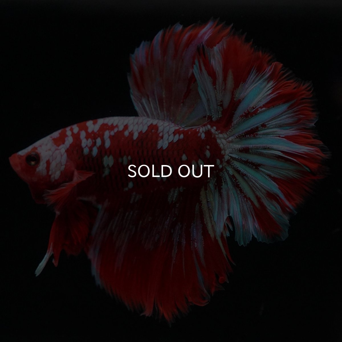 画像5: HM　レッドギャラクシー (5)