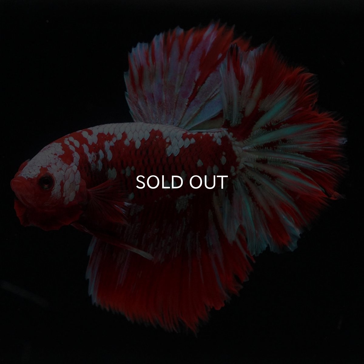 画像9: HM　レッドギャラクシー (9)