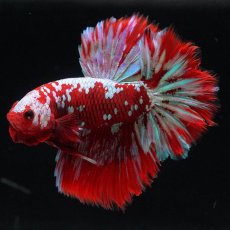 画像9: HM　レッドギャラクシー (9)