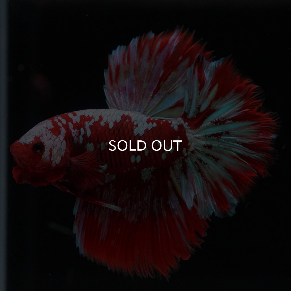 画像2: HM　レッドギャラクシー (2)