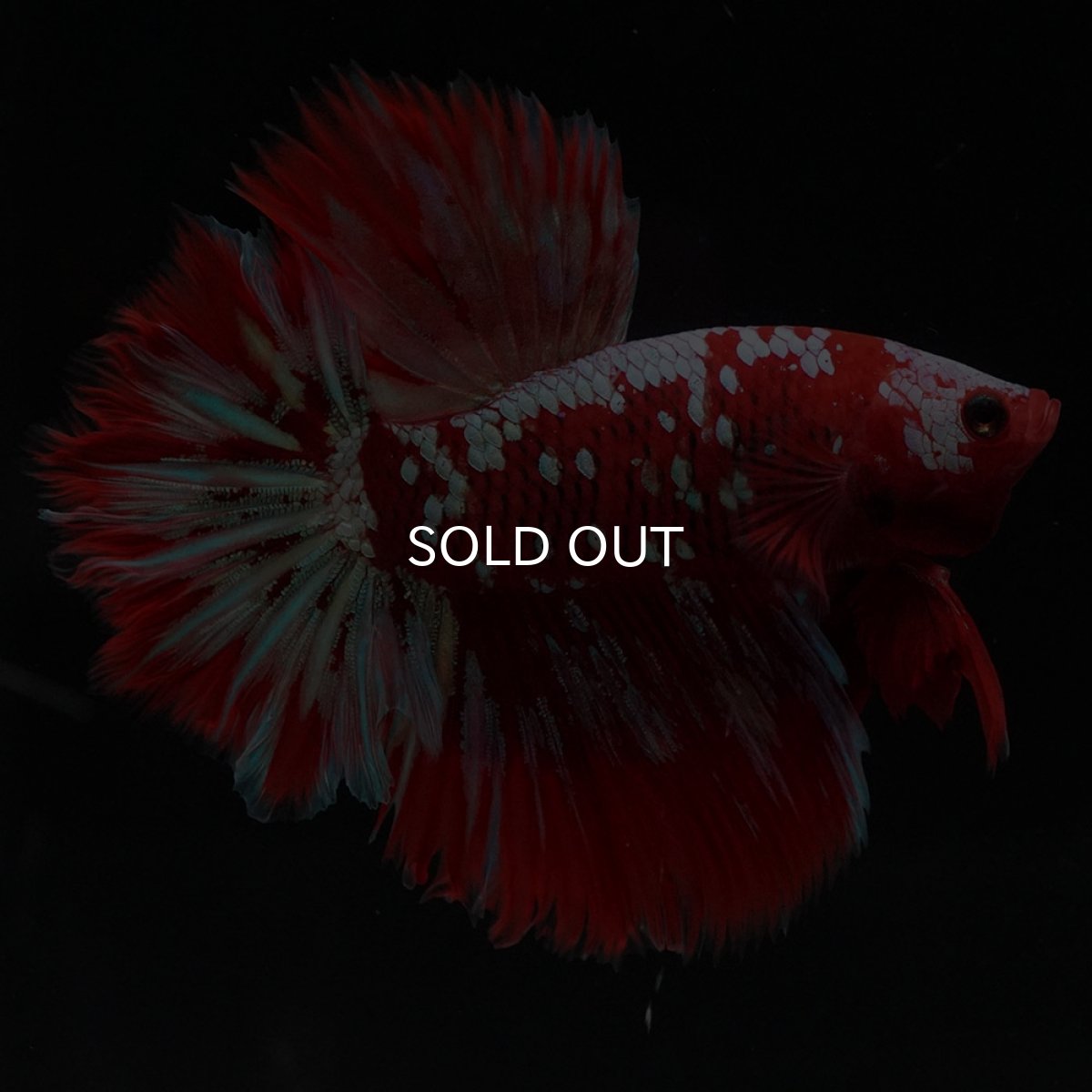 画像4: HM　レッドギャラクシー (4)