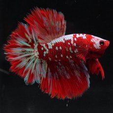 画像4: HM　レッドギャラクシー (4)