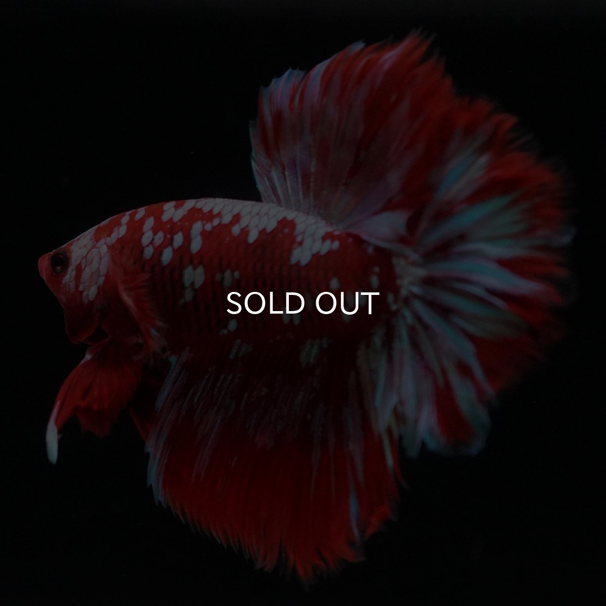 画像8: HM　レッドギャラクシー (8)