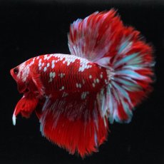 画像8: HM　レッドギャラクシー (8)