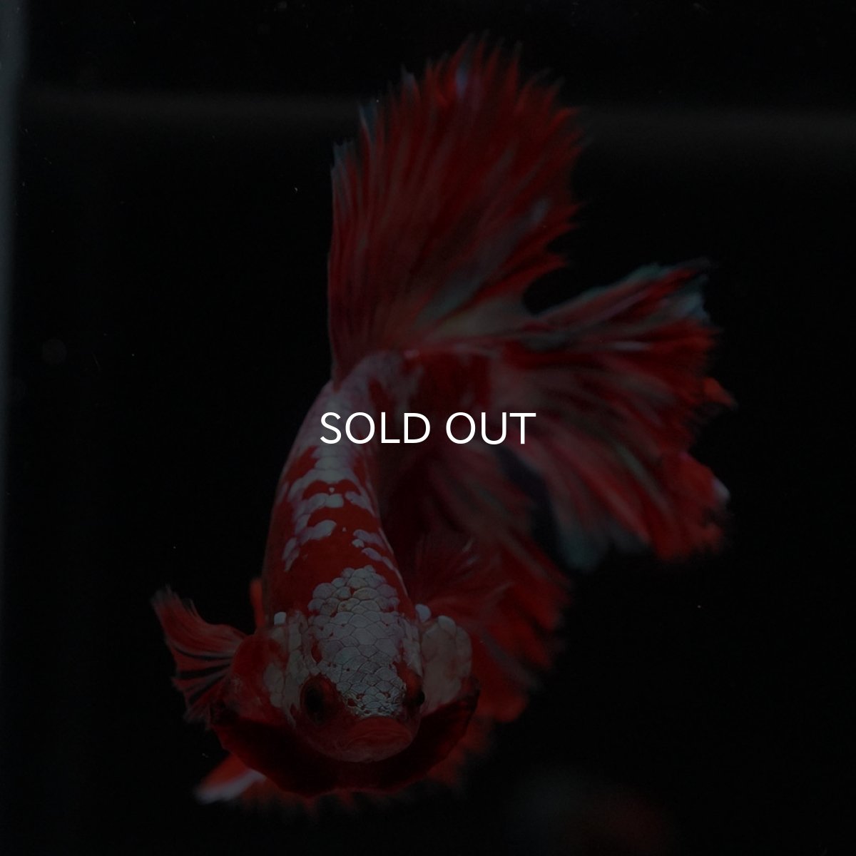 画像3: HM　レッドギャラクシー (3)