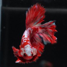 画像3: HM　レッドギャラクシー (3)