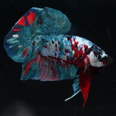 画像3: HMPK　レッドギャラクシー (3)