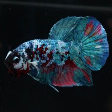 画像2: HMPK　レッドギャラクシー (2)