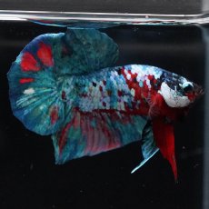 画像5: HMPK　レッドギャラクシー (5)