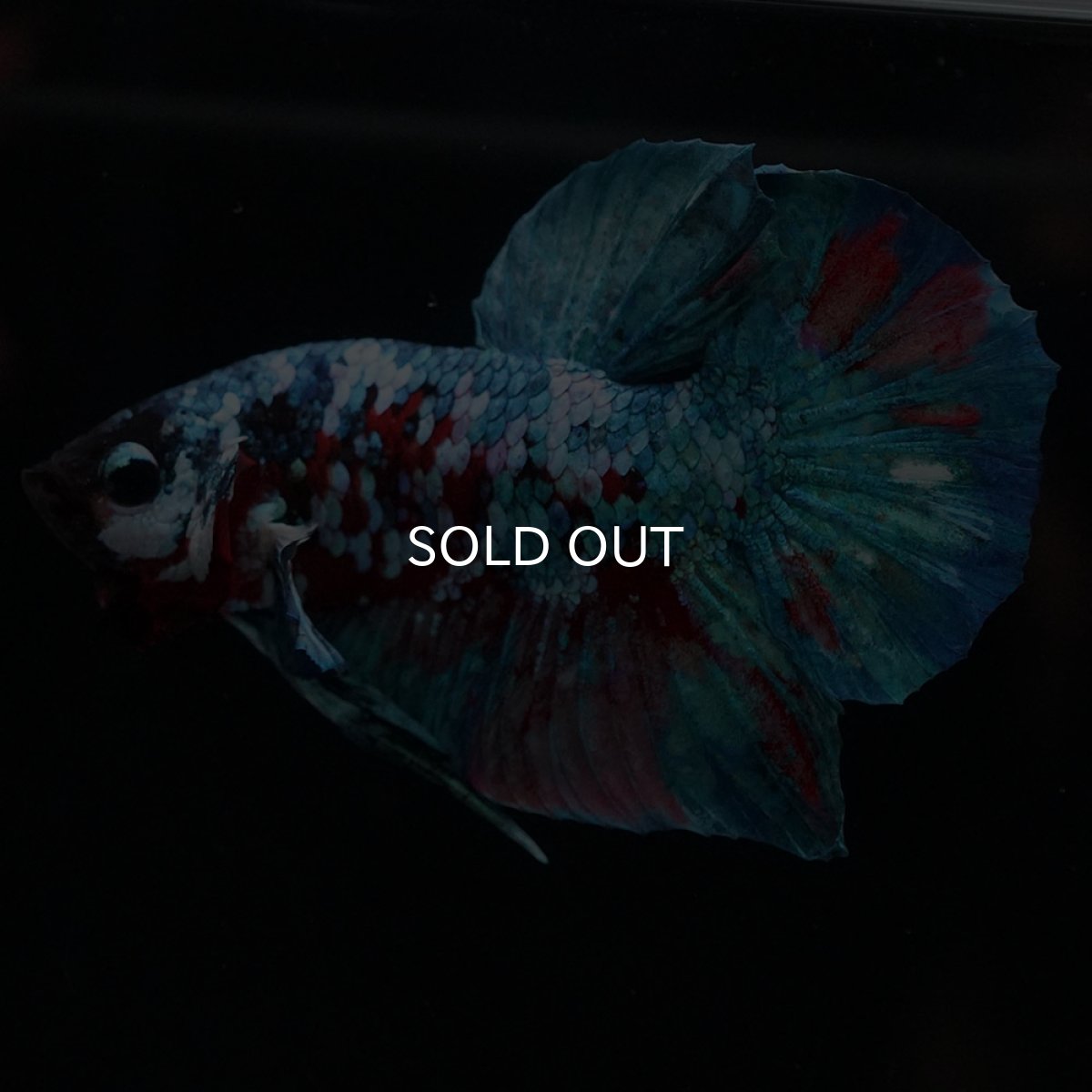 画像4: HMPK　レッドギャラクシー (4)