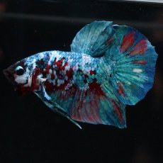 画像4: HMPK　レッドギャラクシー (4)