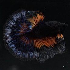 画像4: HM　ブラックマスタード (4)