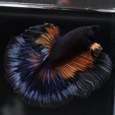 画像2: HM　ブラックマスタード (2)