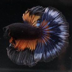 画像3: HM　ブラックマスタード (3)