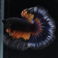 画像1: HM　ブラックマスタード (1)