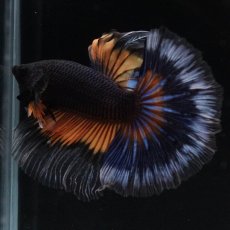 画像5: HM　ブラックマスタード (5)