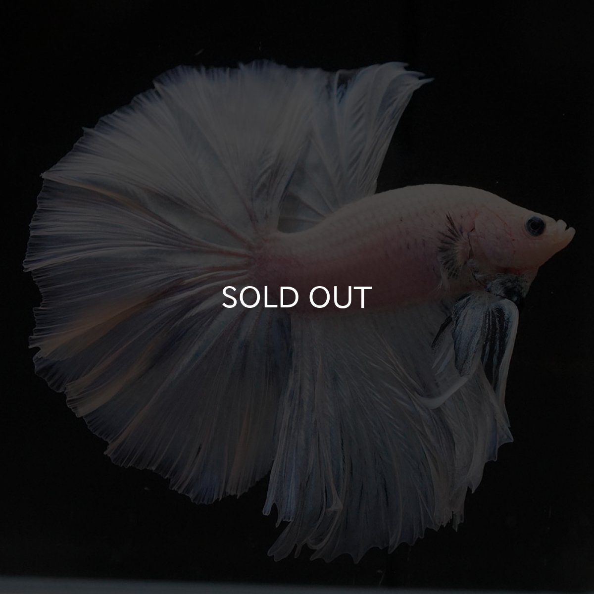 画像8: OHM　ファンシー (8)