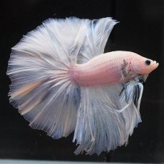 画像8: OHM　ファンシー (8)