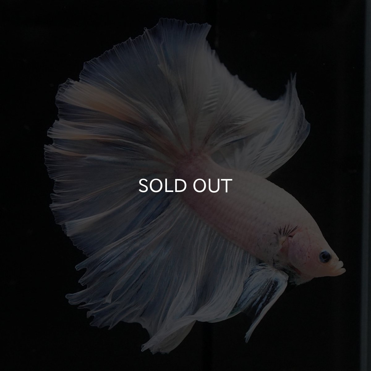 画像7: OHM　ファンシー (7)