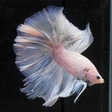 画像7: OHM　ファンシー (7)